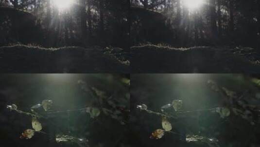照进森林的阳光空镜4k高清在线视频素材下载