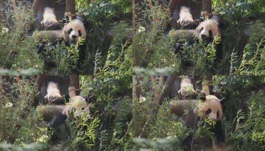 大熊猫吃竹子8K实拍高清在线视频素材下载