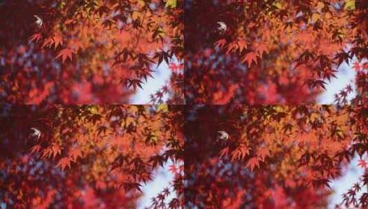 秋天阳光穿透树叶 唯美红叶红枫光影高清在线视频素材下载