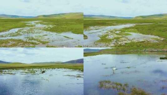 湿地 水鸟 白天鹅高清在线视频素材下载