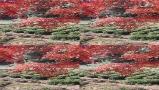 杭州九溪秋天唯美红叶红枫光影竖屏高清在线视频素材下载