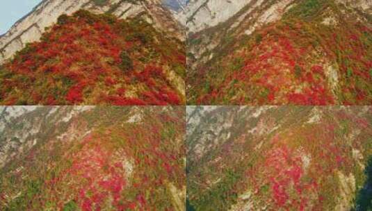 三峡红叶高清在线视频素材下载