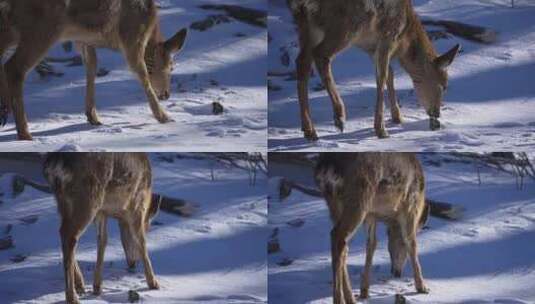 寒冷冬天野生动物梅花鹿在雪中吃食物奔跑高清在线视频素材下载