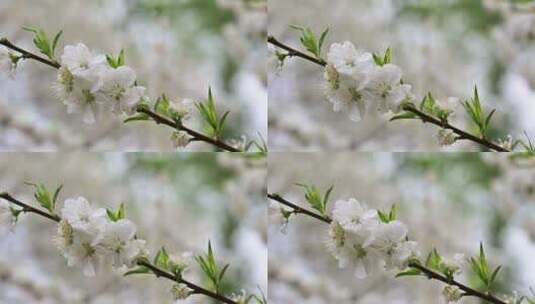 春天盛开的白色樱花高清在线视频素材下载