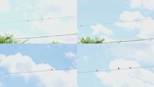 电线杆上的燕子实拍高清在线视频素材下载