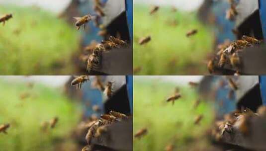 蜜蜂飞舞特写高清在线视频素材下载
