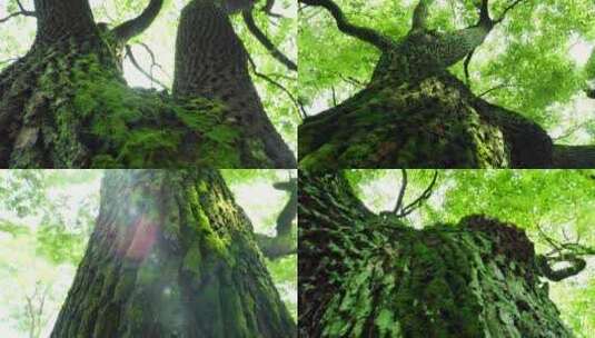 樟树实拍高清在线视频素材下载