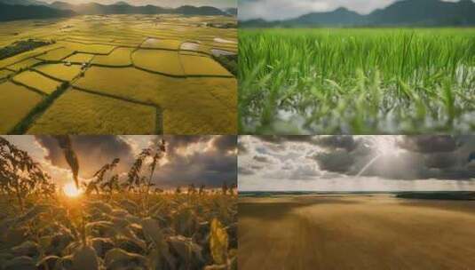 农作物合集大米小麦高粱豌豆大豆水稻玉米高清在线视频素材下载