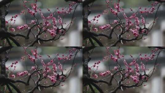 细雨霏霏，花瓣如雪（苏州网师园）高清在线视频素材下载