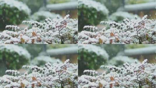 实拍冬天雪景素材高清在线视频素材下载