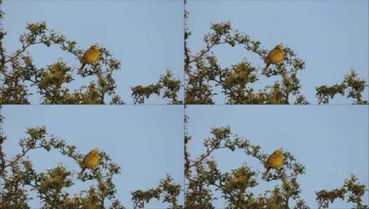美洲黄莺从枝头飞走高清在线视频素材下载