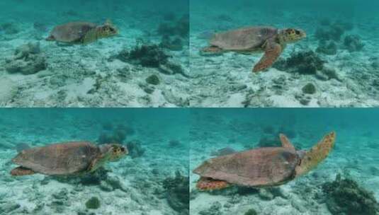 海龟在海底游动高清在线视频素材下载