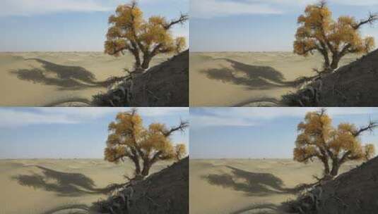 沙漠里的胡杨树户外高清在线视频素材下载