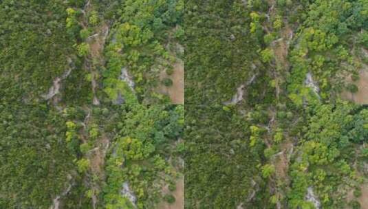 森林上空的航拍高清在线视频素材下载