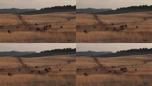 水牛在草原上迁徙的中景高清在线视频素材下载
