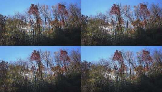 北卡罗来纳州树木和太阳盘高清在线视频素材下载