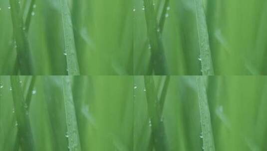 春天细雨雨滴打在青草上，雨滴滑落高清在线视频素材下载