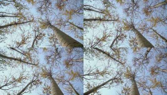 北京秋天树林里飘落的树叶高清在线视频素材下载