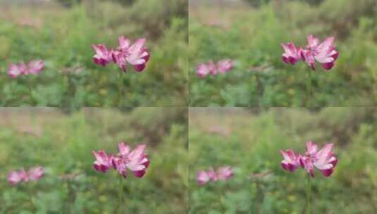 春天唯美的花朵高清在线视频素材下载