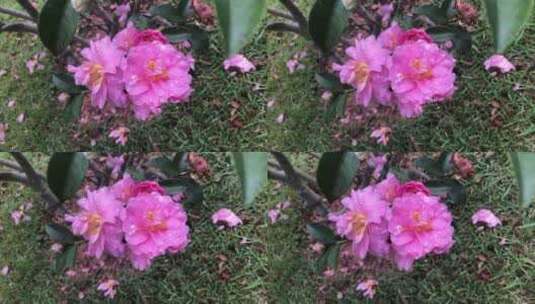 春季盛开的花儿高清在线视频素材下载