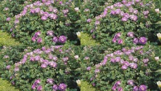 【精品】花园园艺园林月季园玫瑰花高清在线视频素材下载