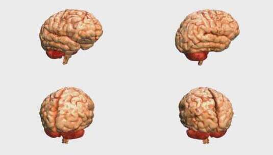 医学 大脑 脑科学 三维 脑ct1 模型高清在线视频素材下载