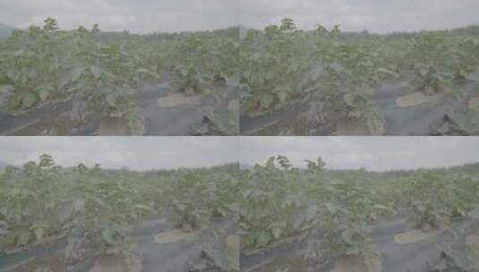 成熟期的马铃薯植株LOG视频素材高清在线视频素材下载