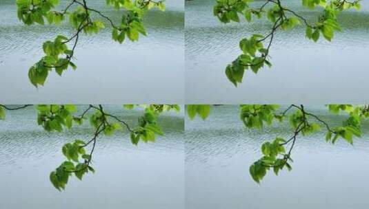 湖边河边池塘边的树枝树叶高清在线视频素材下载