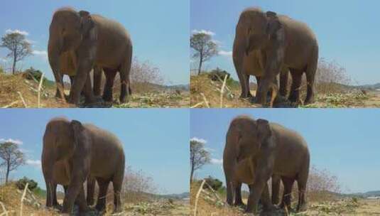 一对大象在吃东西高清在线视频素材下载