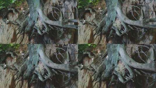 裸露树根的缩放镜头高清在线视频素材下载