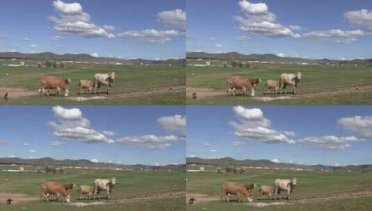 移动镜头牧场山坡上吃草的牛群高清在线视频素材下载