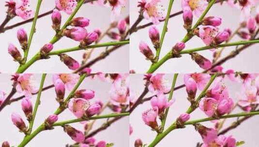 粉色花朵的绽放高清在线视频素材下载
