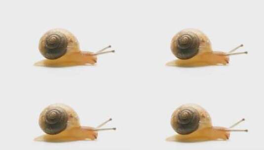 蜗牛的触角高清在线视频素材下载
