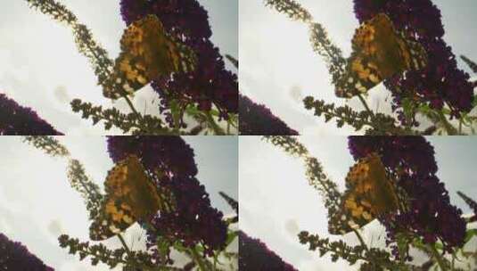 挂在花朵上的蝴蝶高清在线视频素材下载