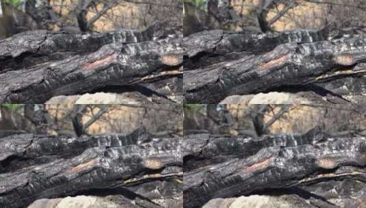 烧焦的木头高清在线视频素材下载