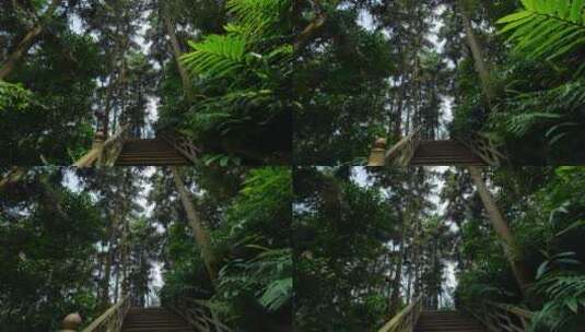 热带雨林原始森林丛林树林松树松柏砂仁种植高清在线视频素材下载