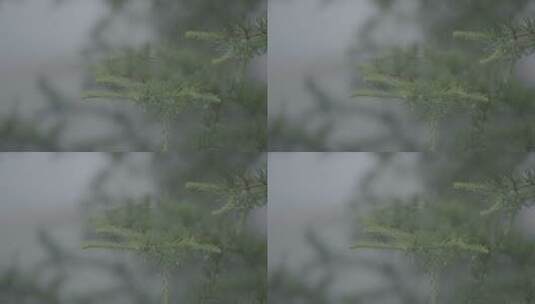 雨季 松柏 季节 森林 松树 天气高清在线视频素材下载