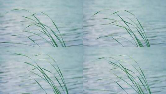 唯美小清新湖面绿植飘荡高清在线视频素材下载