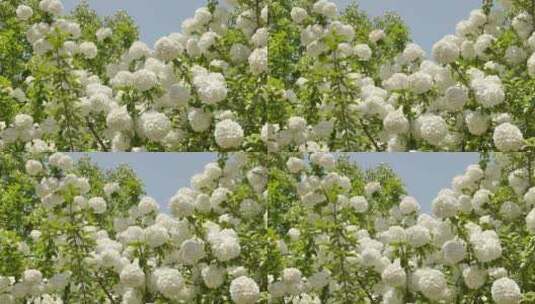 自然温馨的绣球花高清在线视频素材下载