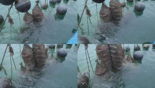 网兜养殖捕捞贝类高清在线视频素材下载