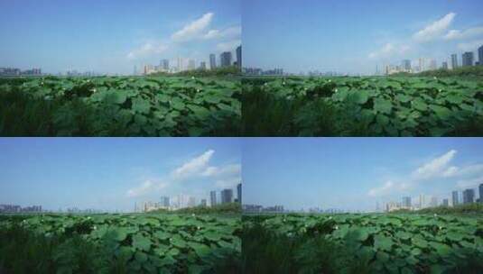 武汉武昌沙湖公园高清在线视频素材下载
