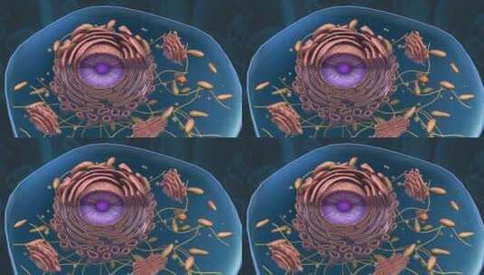 微观医学细胞核肝细胞高尔基体三维动画高清在线视频素材下载