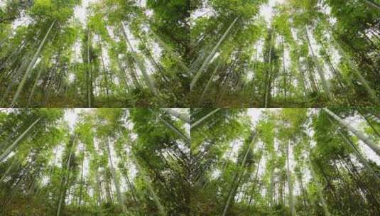 清翠的竹林高清在线视频素材下载