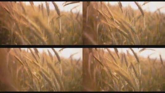 在日落时分准备收割的小麦高清在线视频素材下载