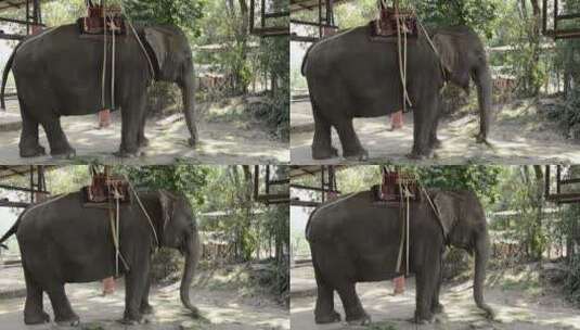 泰国大象高清在线视频素材下载