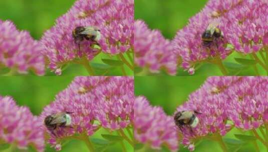 蜜蜂在粉色的花朵上采食花蜜高清在线视频素材下载
