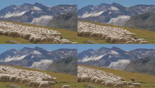 平原上的羊群高清在线视频素材下载