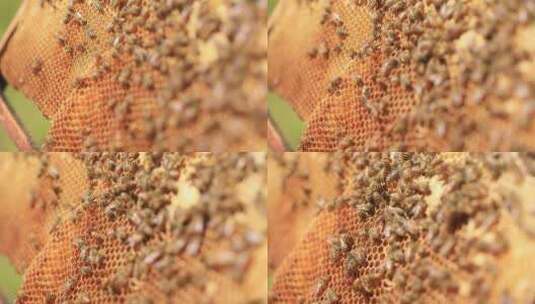 蜜蜂酿蜜高清在线视频素材下载