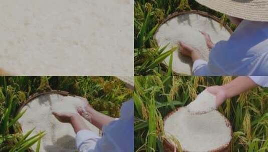 水稻大米素材高清在线视频素材下载