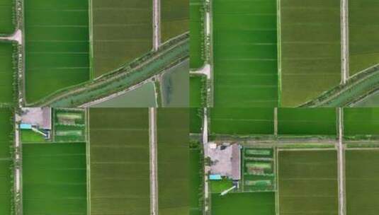 稻田养殖塘顶视航拍高清在线视频素材下载